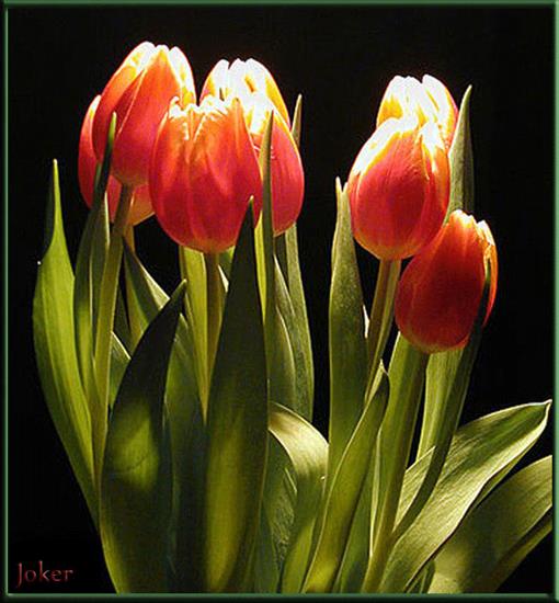 gify-tulipany - tulipany_ba2b6ed2_XL.jpg.gif
