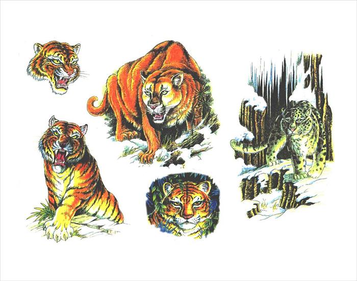 WZORY TATUAŻY - tigers643.jpg