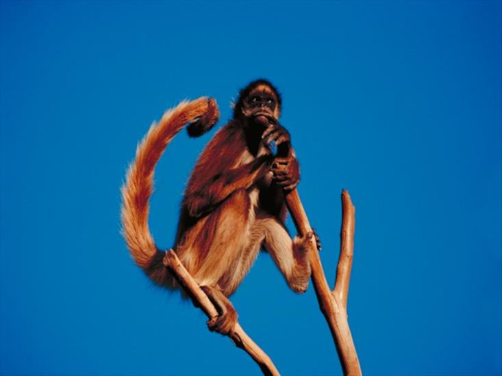 Małpy - zwierzeta029.jpg