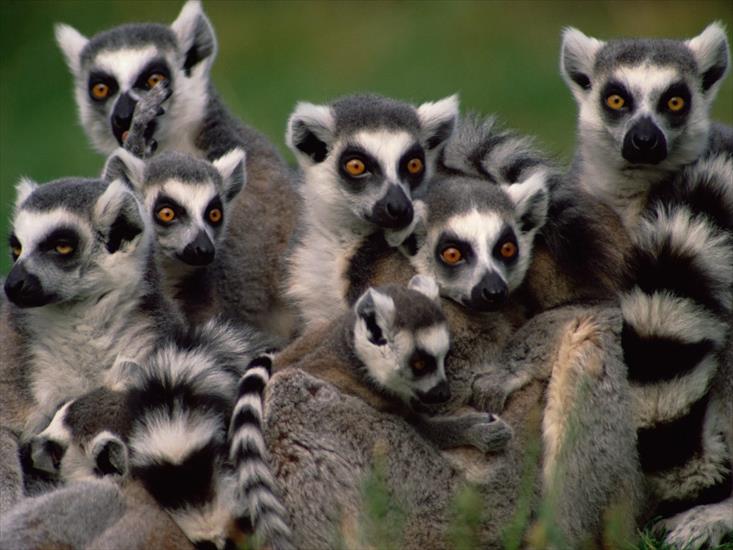  Animals part 2 z 3 - Grouping of Ring-Tailed Lemurs.jpg