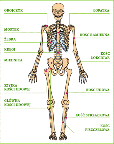 Nasze ciało - Szkielet.gif