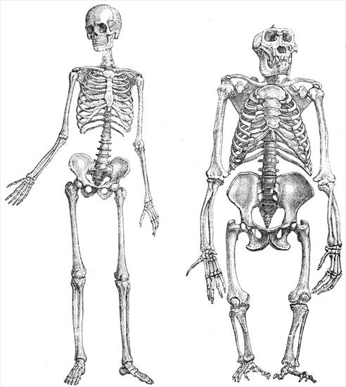 Historia człowieka - obrazy - 800px-Primatenskelett-drawing. Porównanie szkieletów człowieka i goryla.jpg
