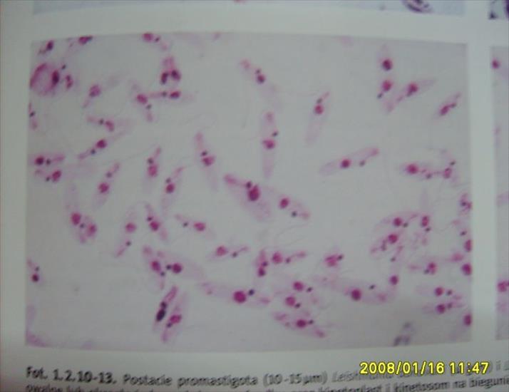 atlas parazytów - Leishmania donovani - promastigota.JPG