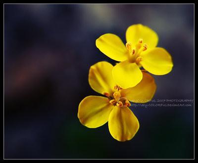 Różne - Yellow_rain_flowers_by_very_COLORFUL.jpg