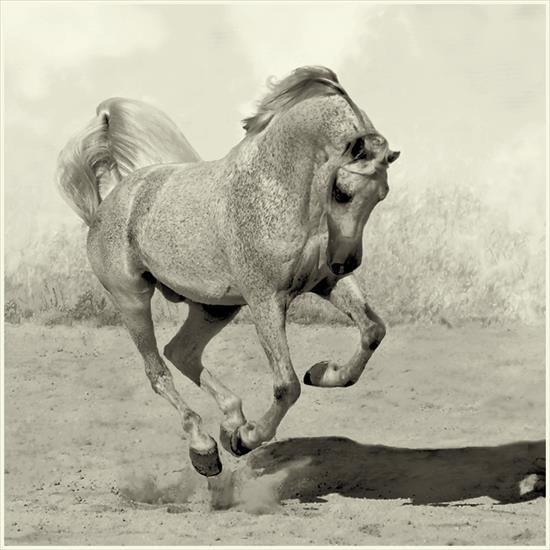 Ronceval konie  - Ronceval 31.jpg