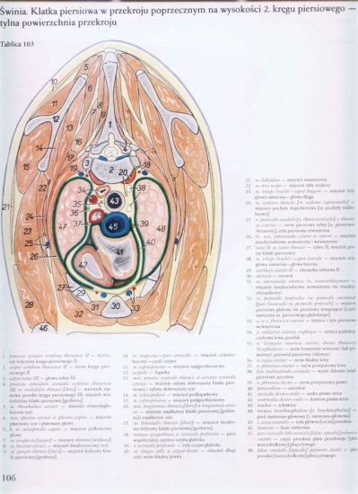 atlas anatomii-tułów - 102.jpg
