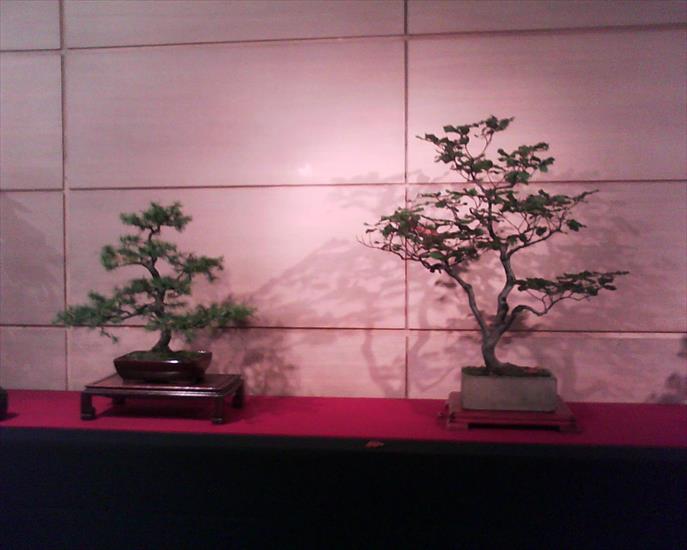 Drzewko Bonsai - Dwa bonsai.jpg