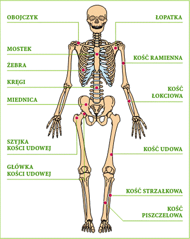 części ciała i odzież - Obraz1.gif