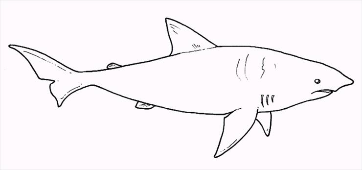 zwierzęta kolorowanki - rekin.gif