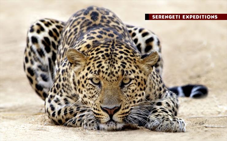 Tapety - leopard1440x900.jpg