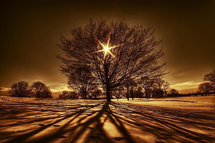  Exclusive  - Tree-Of-Light.jpg