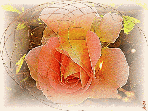 gify róże - roza animation herbaciana3-3.gif