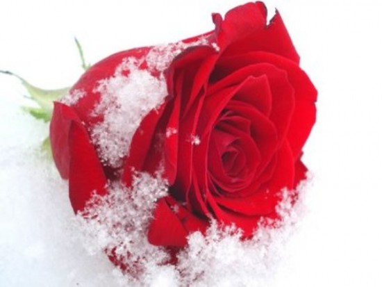 1 - snow-and-rose.jpg