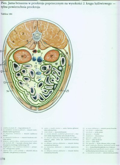 atlas anatomii-tułów - 174.jpg