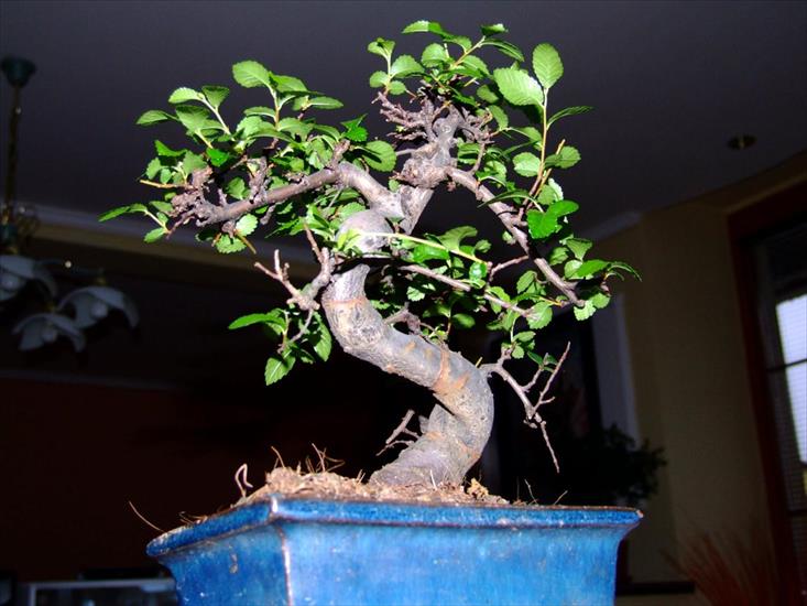 DRZEWKA BONSAI - bonsai 70.jpg