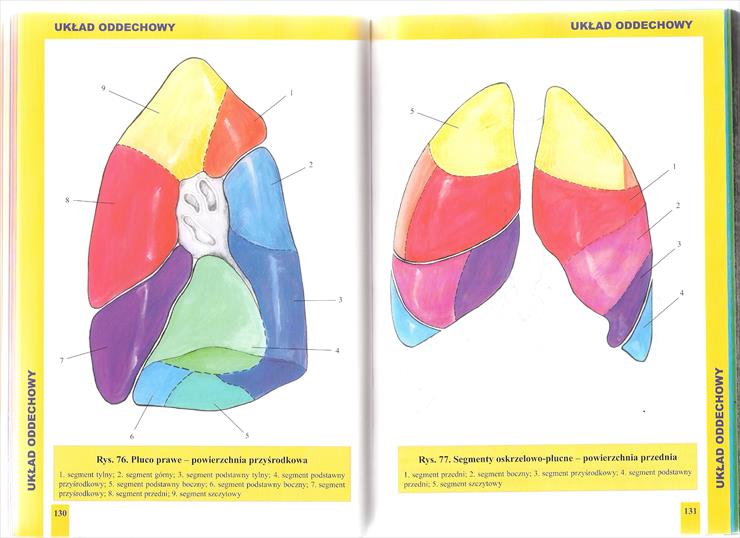 Atlas Anatomiczny BUCHMANN kolorowe rys. anatomiczne i czterojęzyczny słowniczek - Strona 130-131.jpg