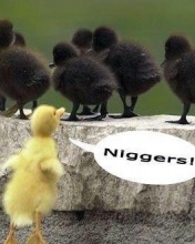 full screen - Racist_Duck_Funny.jpg