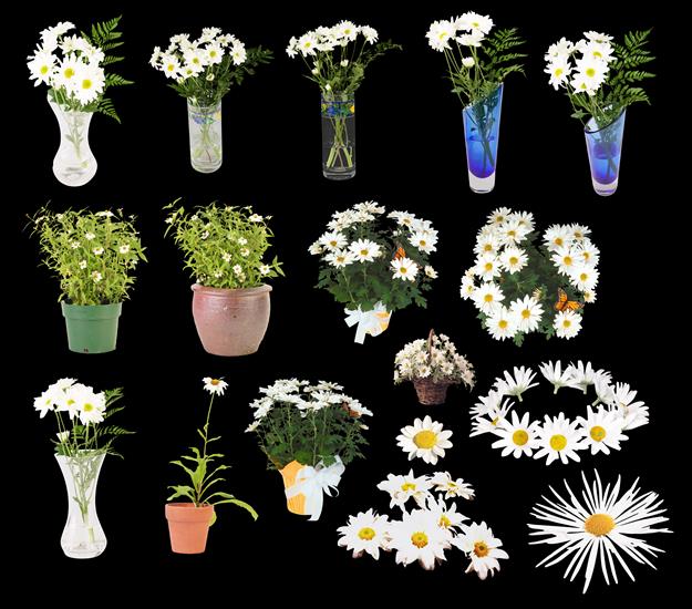 kwiaty,rośliny - dod5.png