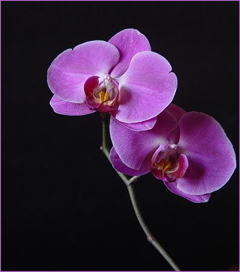 orchidea - Orchidea32.jpg