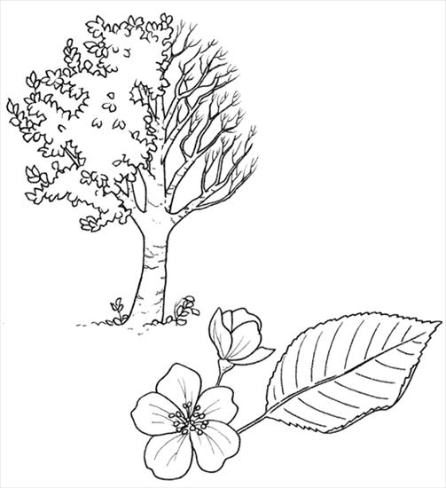 gatunki drzew i liści - jablon.gif