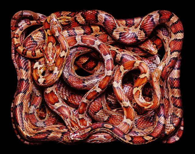 węże - snake_art_25.jpg