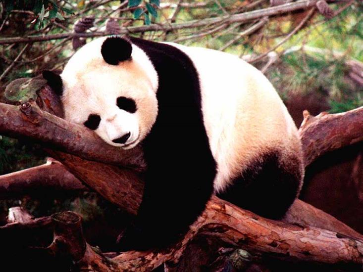 PANDA - panda.jpg