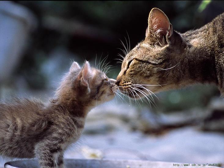 Koty - Kitten_Kissing_Mama_b-836480.jpeg