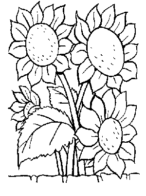 kwiaty - kolorowanka słoneczniki.gif