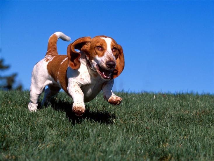 TAPETY PSY - High on Life, Basset Hound.jpg