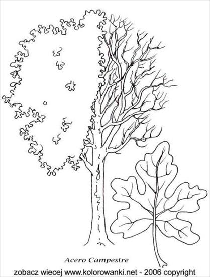 drzewa, wygląd, liście, nasiona - drzewa_aceroC.jpg