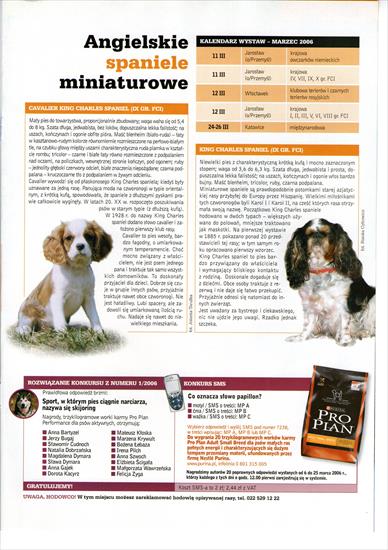 Z gazet - o psach - Angielskie spaniele miniaturowe.jpg