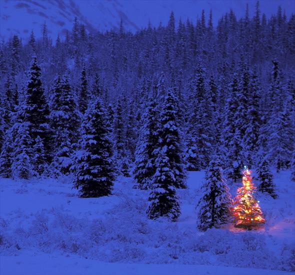  WYROSŁA W LESIE - CHRISTMAS TREE - Alpine Glow - Summit Lake, Alaska - kruhmeflickr.jpg