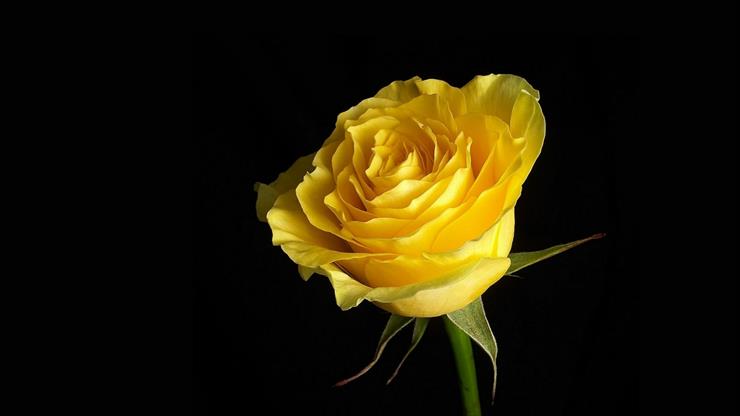 przyroda - yellow-rose-flower-wallpaper-1366x768.jpg