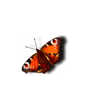 Motylki - animacje-tapety-telefon-9.gif