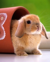 zwierzaki - Rabbit012a.jpg