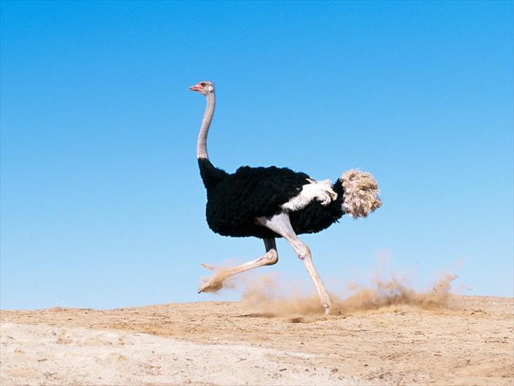 Afryka - Im Late Black Feathered Ostrich.jpg