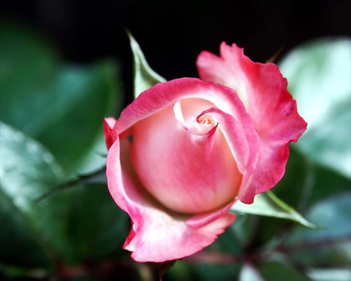 Kwiaty1 - Rose-bud.jpg