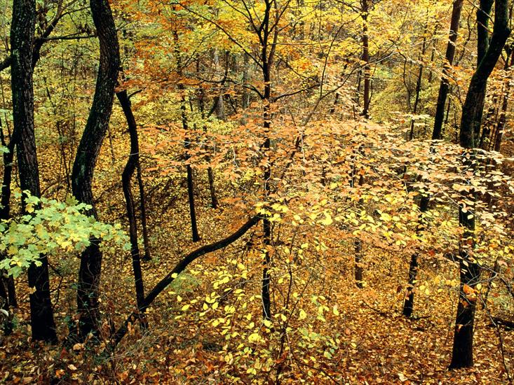 krzysiek16257 - Autumn Forest, Percy Warner Park, Nashville, Ten.jpg