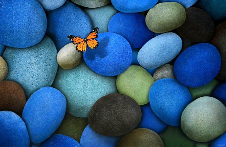 Motyle i ważki - Butterfly-On-Stone-.jpg