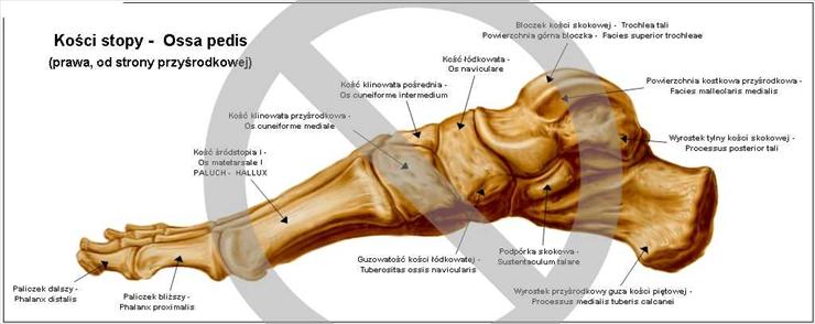 Anatomia - Kości stopy, strona przyśrodkowa.jpg