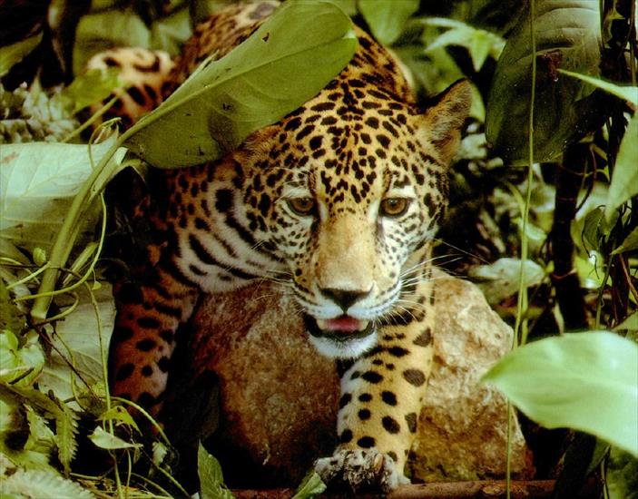 Zwierzęta - Jaguar.jpg