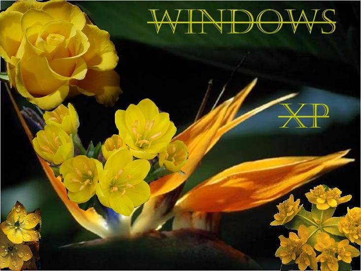 TAPETY  WINDOWS - wallpapers_cool-1064.jpg