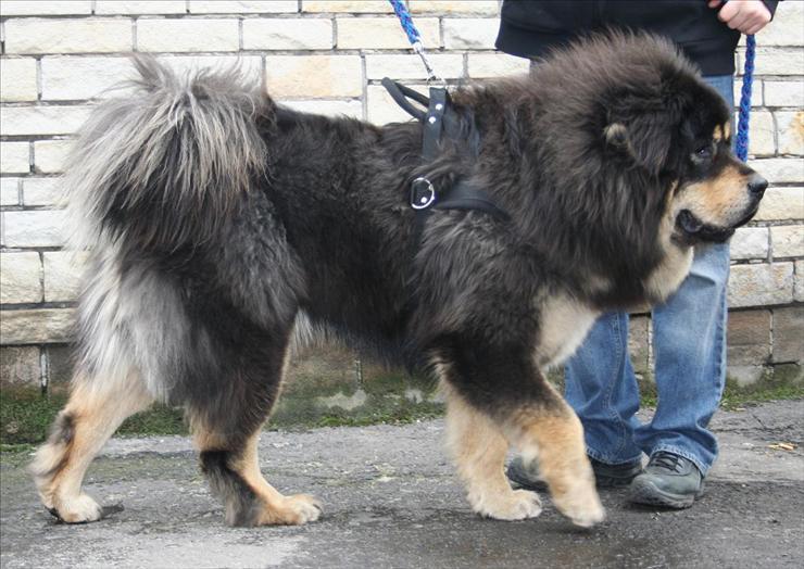 Psy rasowe - Mastif tybetański.jpg