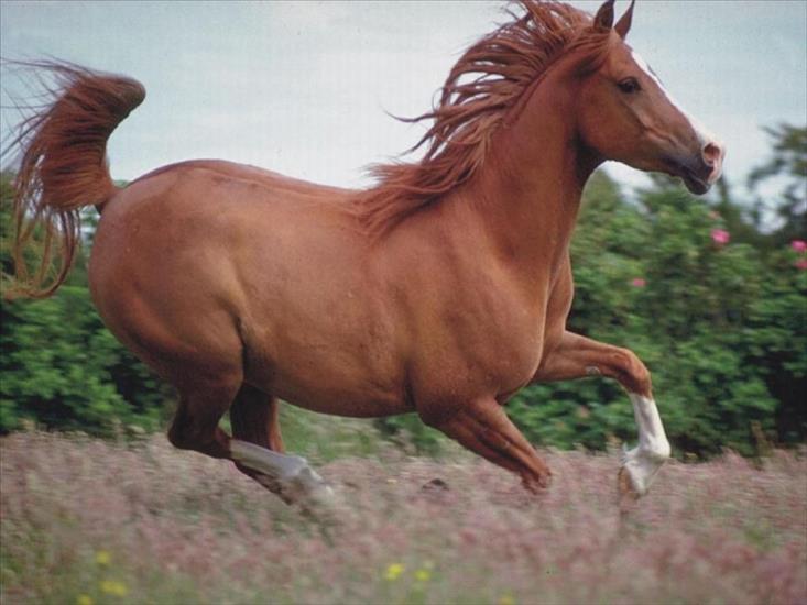 Konie - zwierzeta-konie-1600-3476.jpg