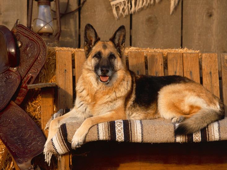 Słodkie pieski - Country Canine, German Shepherd.jpg