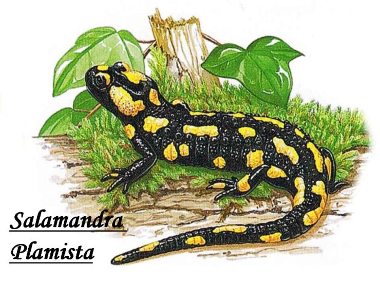 Gady i płazy - Salamandra Plamista a1.jpg