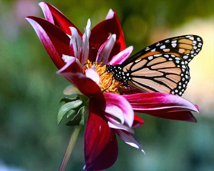 Nie tylko motyle - Flowers and Butterfly.jpg