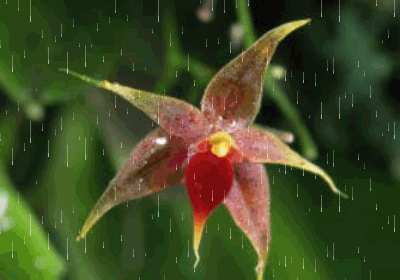 z deszczem-moje - orchidea2.gif