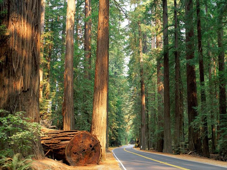 obrazki - Avenue-of-the-Giants,-Humboldt-Redwood-State-Park,-California.jpg