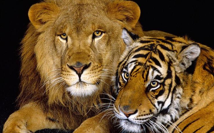 Tapety HD - tiger_and_lion-1920x1200.jpg